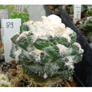 Ariocarpus fissuratus sintermedius KSM 279 Nr. 89