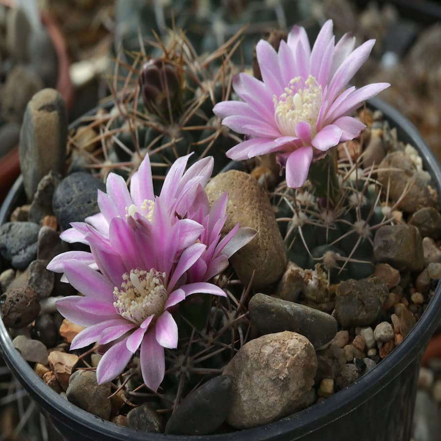 Gymnocalycium neuhuberi GN 77-1181