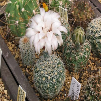 Gymnocalycium papschii LF 97