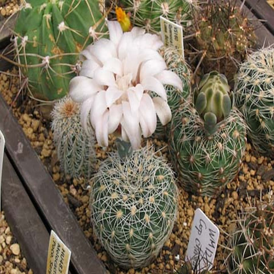 Gymnocalycium papschii LF 97