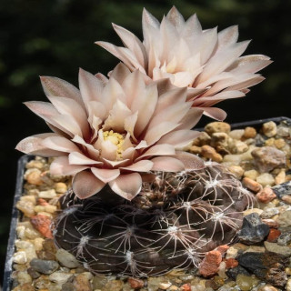 Gymnocalycium parvulum ssp. agnesiae KLA 16/21
