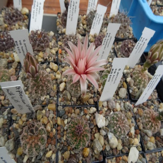 Gymnocalycium parvulum ssp. huettneri KA 16/109