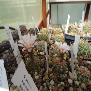 Gymnocalycium parvulum ssp.huettneri JO 1025