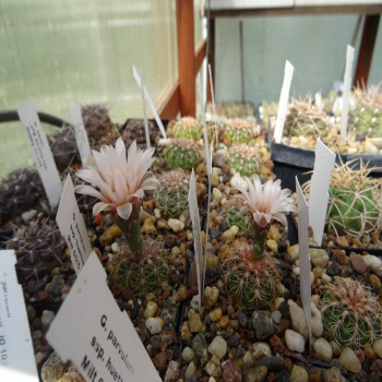 Gymnocalycium parvulum ssp.huettneri JO 1025