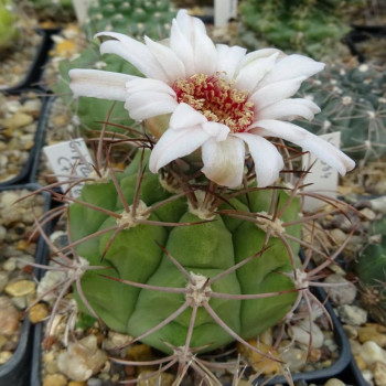 Gymnocalycium pflanzii CF 7201, eine sehr seltene Form