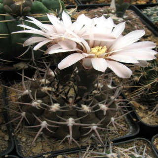 Gymnocalycium piltziorum JS 200