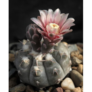 Gymnocalycium prochazkianum ssp. ivoi