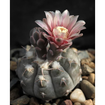 Gymnocalycium prochazkianum ssp. ivoi