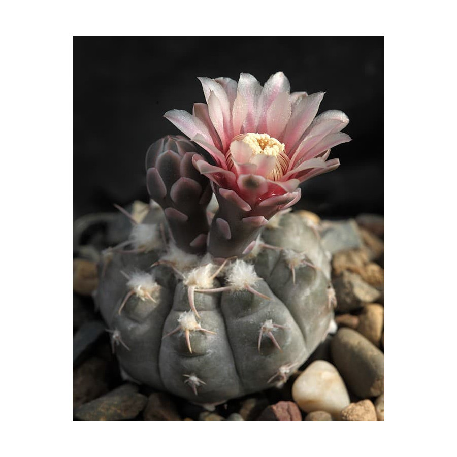 Gymnocalycium prochazkianum ssp. ivoi