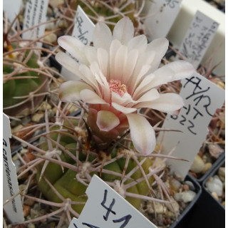 Gymnocalycium pugionacanthum HT 622