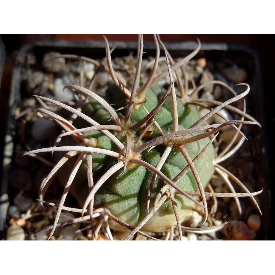 Gymnocalycium pugionacanthum LF 28