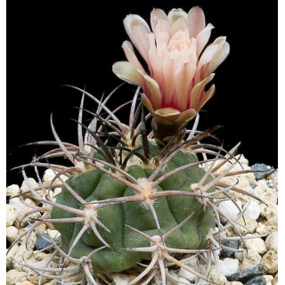 Gymnocalycium pungionifera x mazanensis