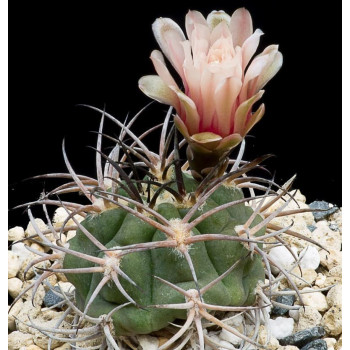 Gymnocalycium pungionifera x mazanensis