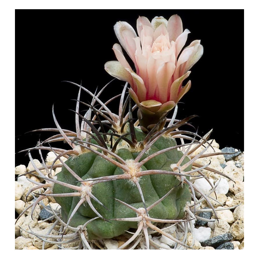 Gymnocalycium pungionifera x mazanensis
