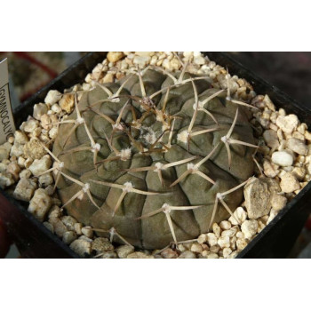 Gymnocalycium riojense ssp. kozelskyanum v. sanjuanense KP 194