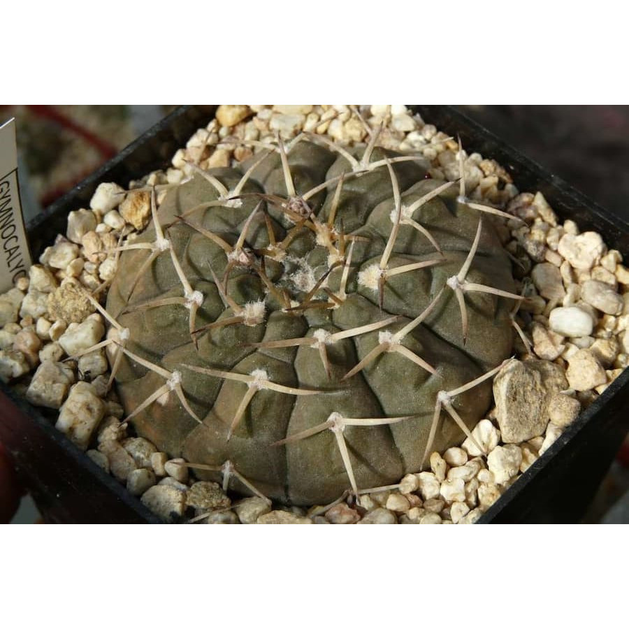 Gymnocalycium riojense ssp. kozelskyanum v. sanjuanense KP 194