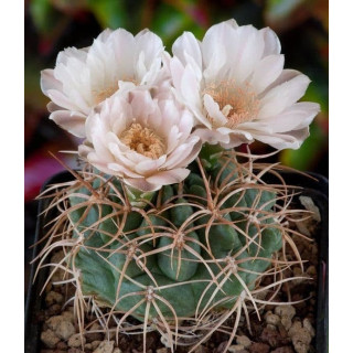Gymnocalycium ritterianum P 219