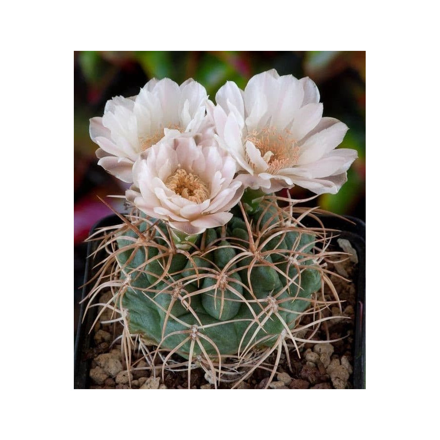 Gymnocalycium ritterianum P 219