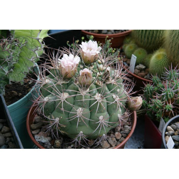 Gymnocalycium saglionis Vos 10-842