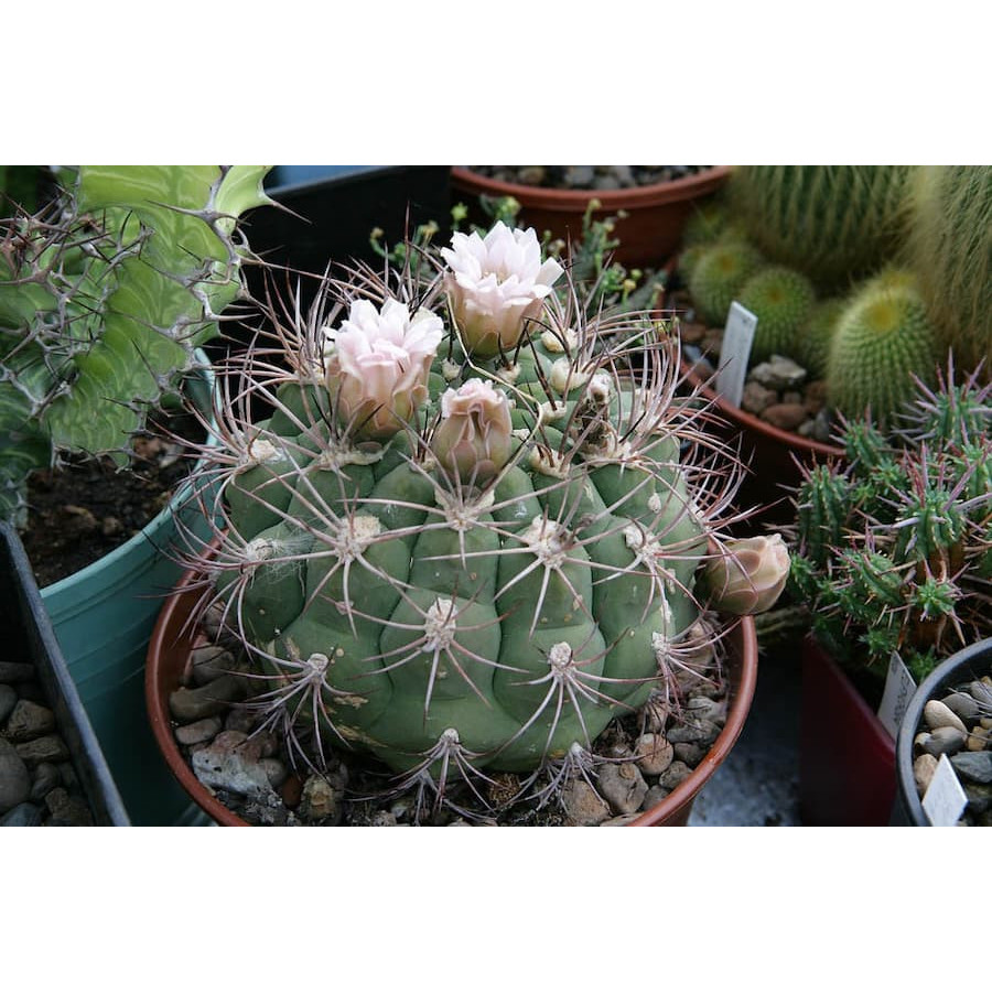 Gymnocalycium saglionis Vos 10-842