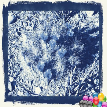 Gymnocalycium prochazkianum ssp. simile