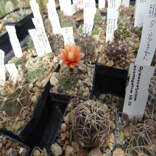 Gymnocalycium schreiteri RB 573