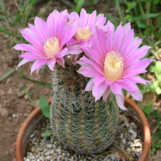 Echinocereus adustus