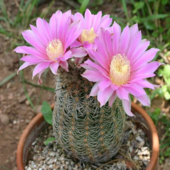 Echinocereus adustus