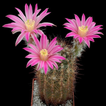 Echinocereus adustus var. schwarzii