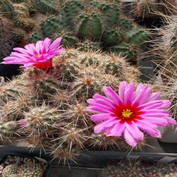 Echinocereus barthelowanus, Gruppen