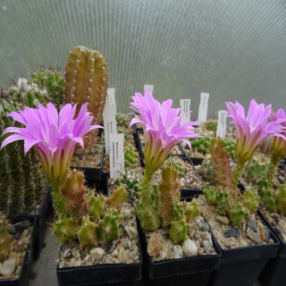 Echinocereus berlandieri SB 860 Gruppen