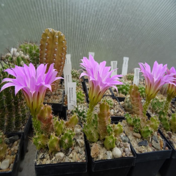 Echinocereus berlandieri SB 860 Gruppen