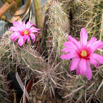 Echinocereus brandegeei BW 04