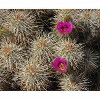 Echinocereus engelmannii