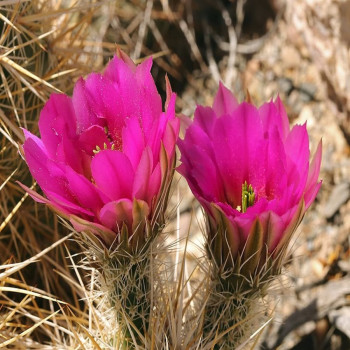 Echinocereus engelmannii cv. Gustav Kraus