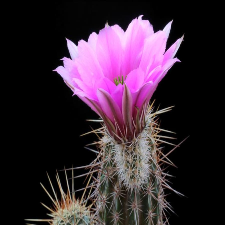 Echinocereus engelmannii var. acicularis PP 91