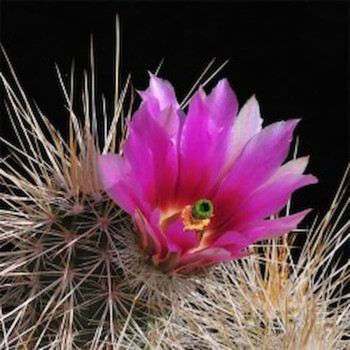Echinocereus engelmannii, Baja California