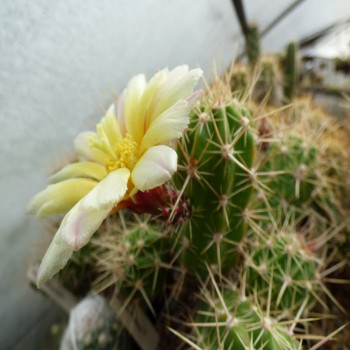 Echinocereus hancockii