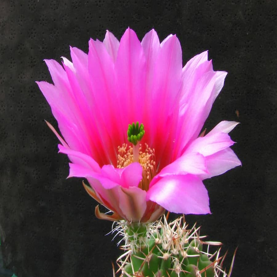 Echinocereus kuenzleri hempelii