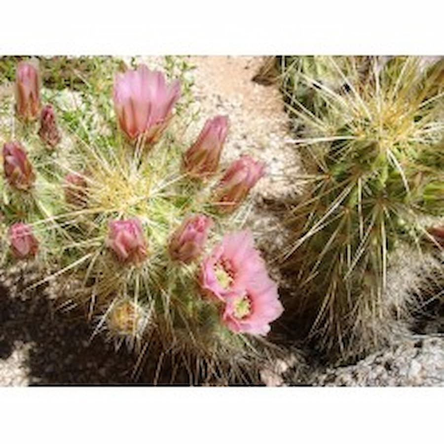 Echinocereus nicholii Arizona, USA, Extrem bedornt !