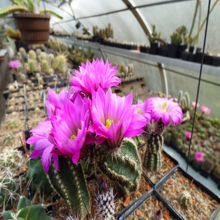 Echinocereus palmeri
