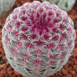 Echinocereus pectinatus L 088