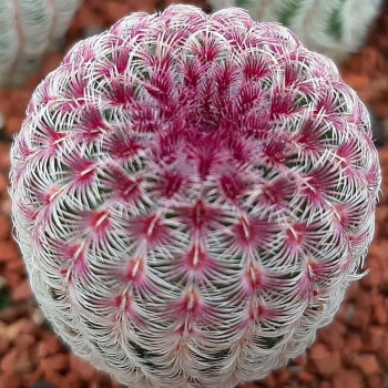 Echinocereus pectinatus L 088