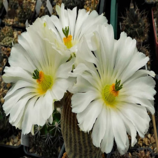 Echinocereus pectinatus var. albiflorus
