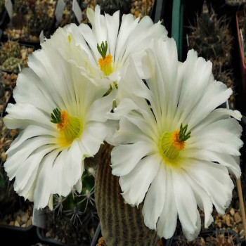 Echinocereus pectinatus var. albiflorus