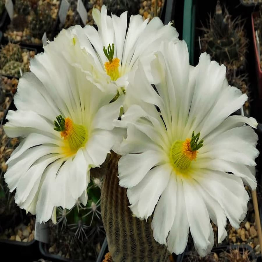 Echinocereus pectinatus var. albiflorus