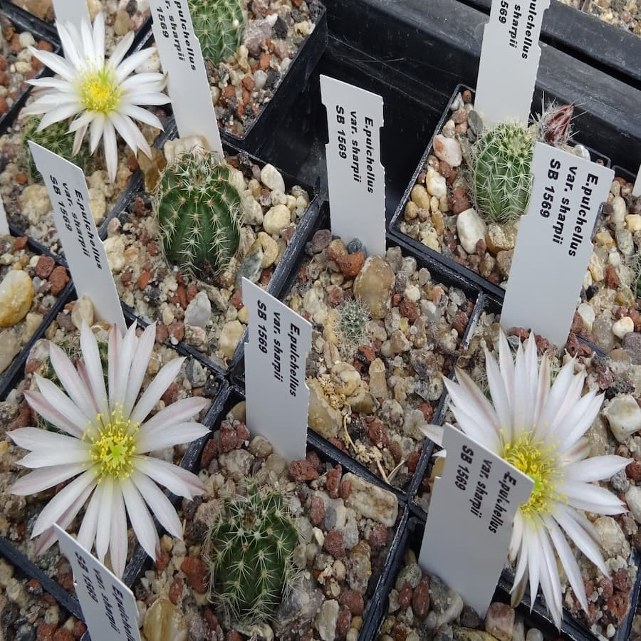 Echinocereus pulchellus var.sharpii SB 1569, selten