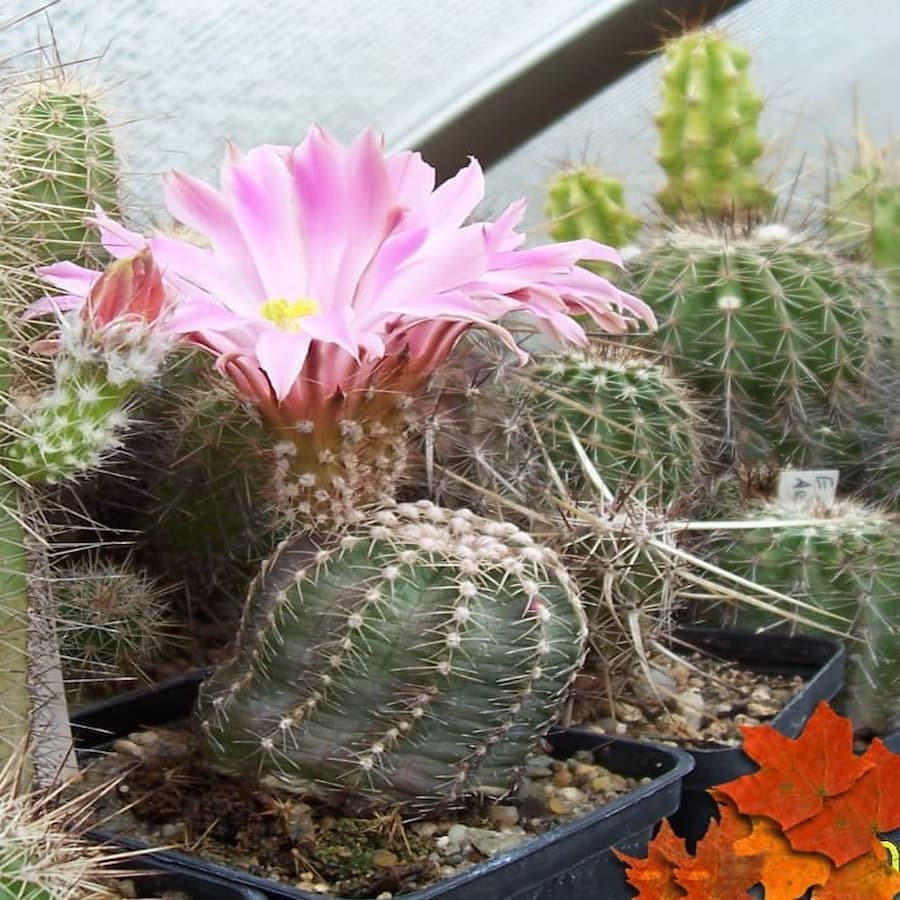 Echinocereus pulchellus var.weinbergii, selten