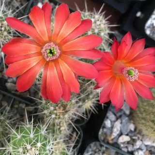 Echinocereus sanpedroensis RT 236