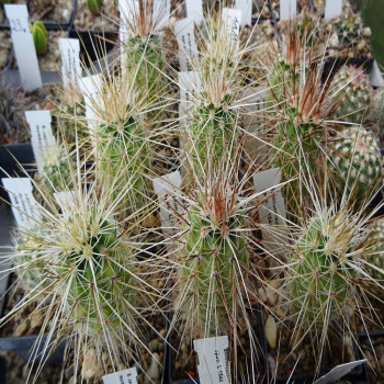 Echinocereus engelmannii L 1544